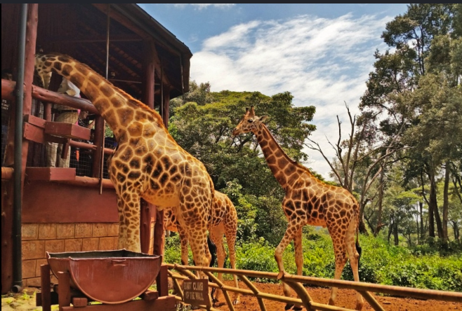 Giraffe Centre